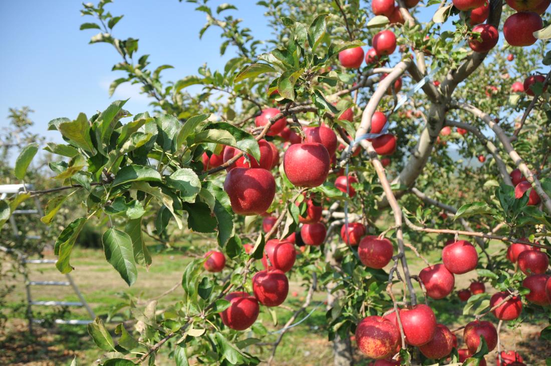 信州高山村観光協会　信州高山村りんご収穫体験の写真
