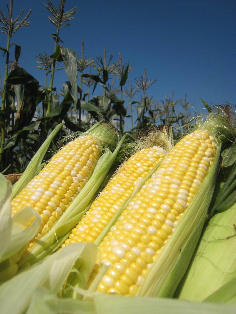 もろこし祭りの写真