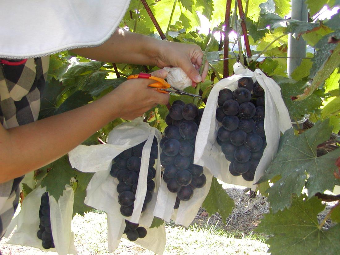 西原ぶどう園のぶどう狩り＆産直の写真