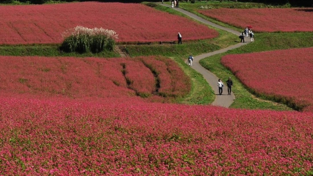 赤そばの里の写真