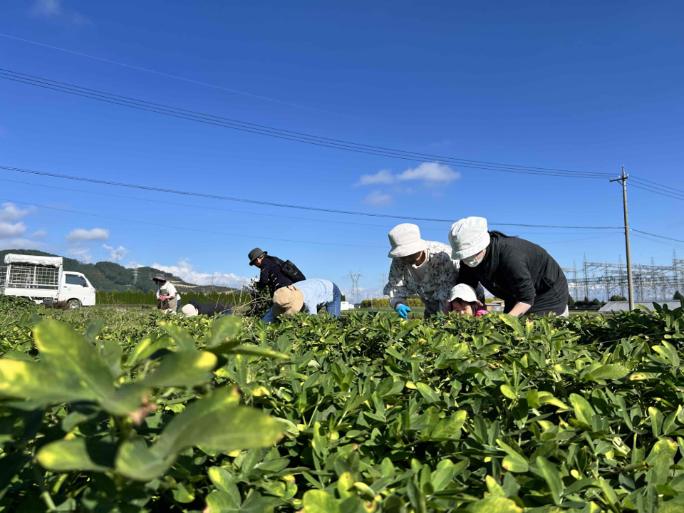 収穫体験(とうもろこし・さつまいも・らっかせい)の写真