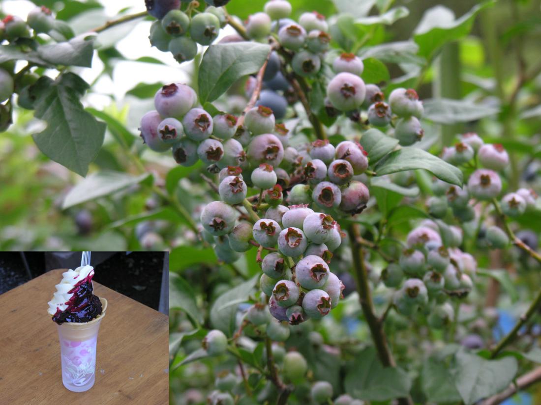 ブルーベリー収穫祭の写真