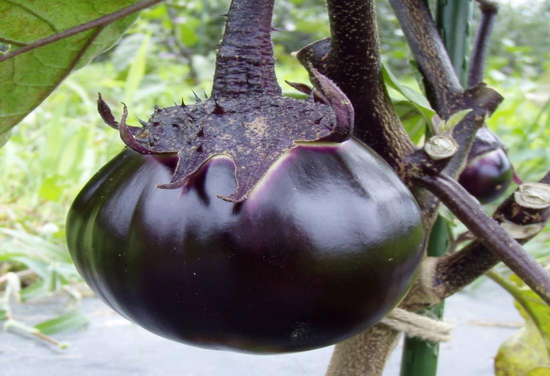 丸なすフェアの写真