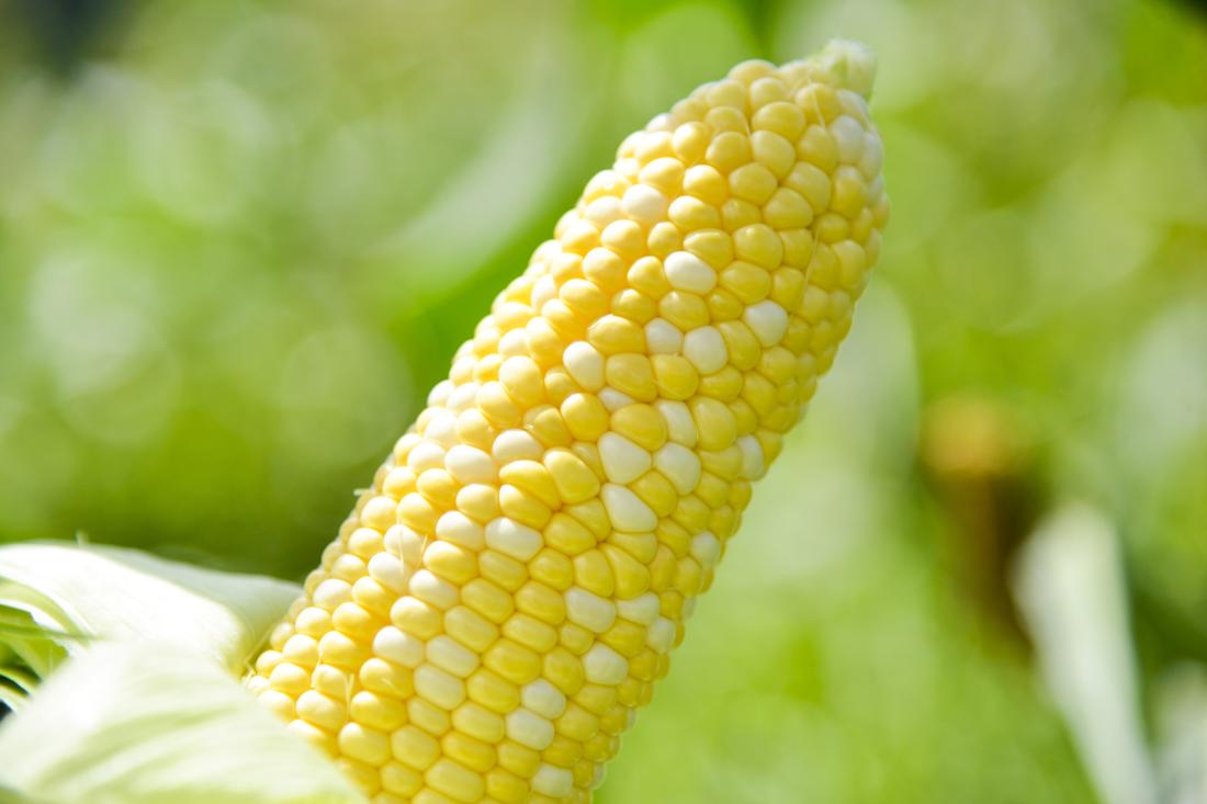 平谷村の朝採れ野菜市！の写真