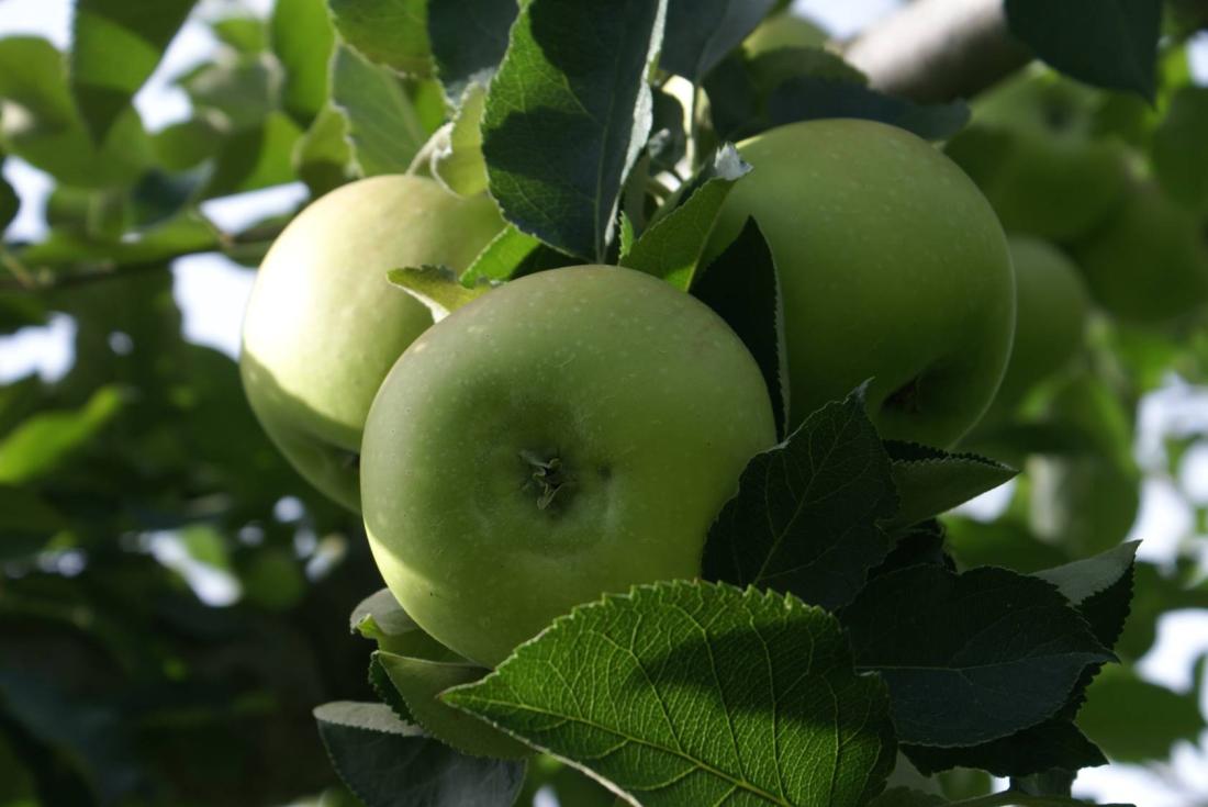 小布施ブラムリーフェアの写真