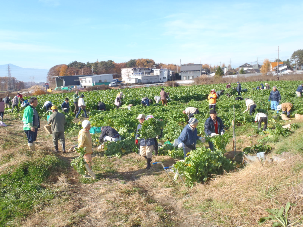 野沢菜・大根収穫体験祭の写真
