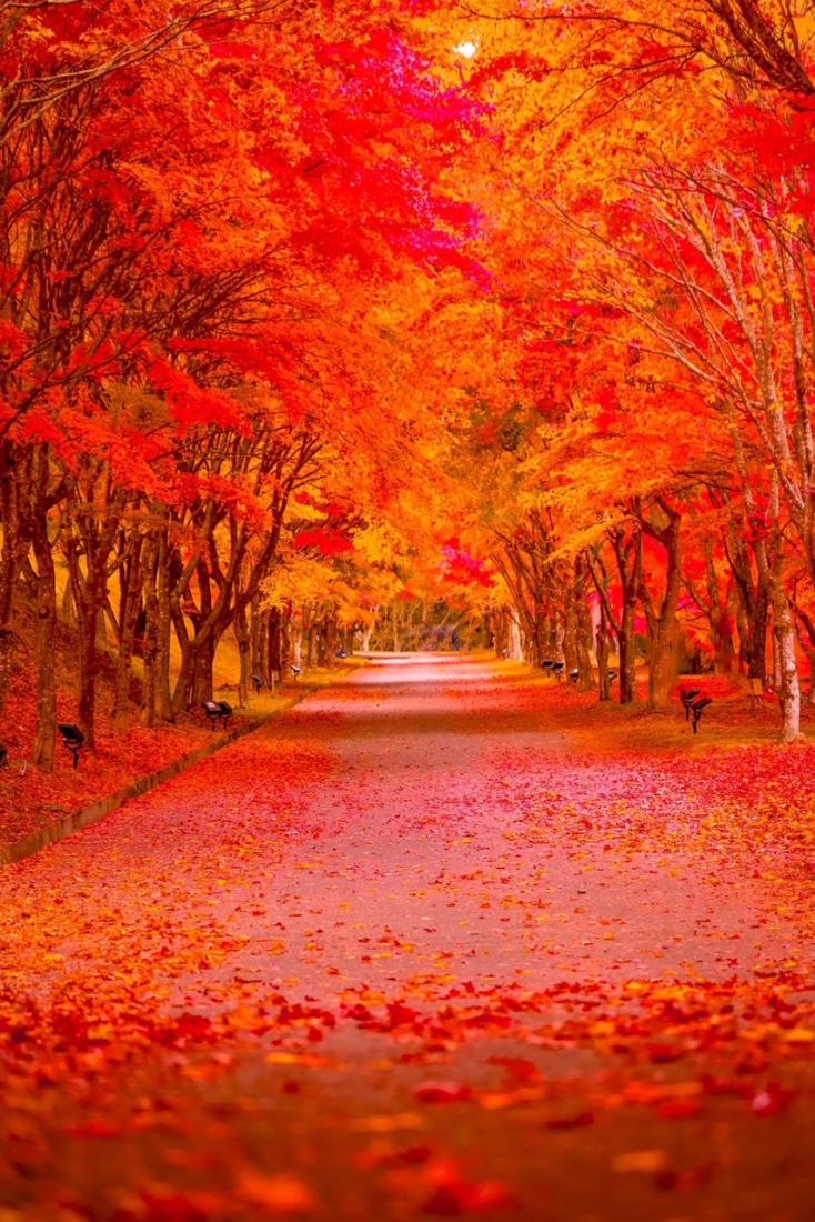 もみじ湖紅葉祭りの写真