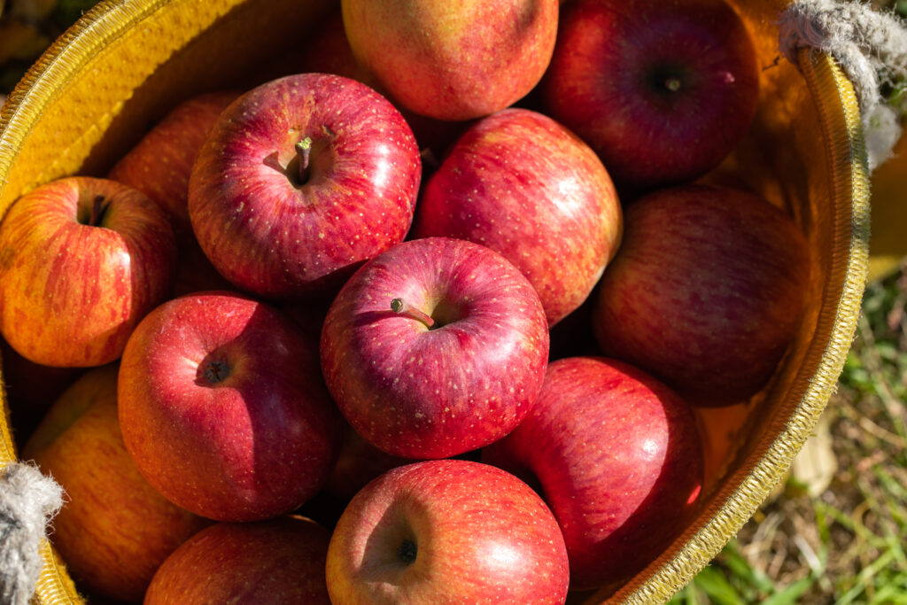 もなりん「りんご祭り」の写真