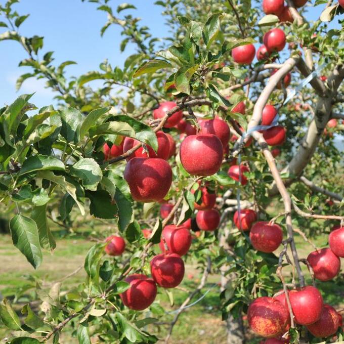 信州高山村観光協会　信州高山村りんご収穫体験の写真
