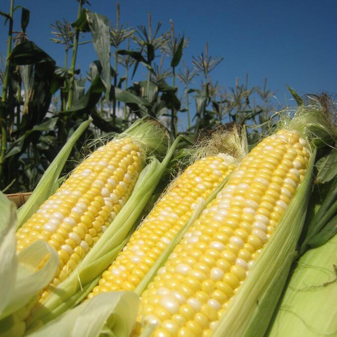 もろこし祭りの写真