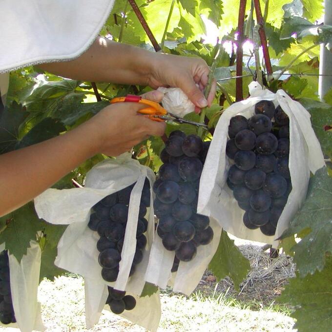 西原ぶどう園のぶどう狩り＆産直の写真
