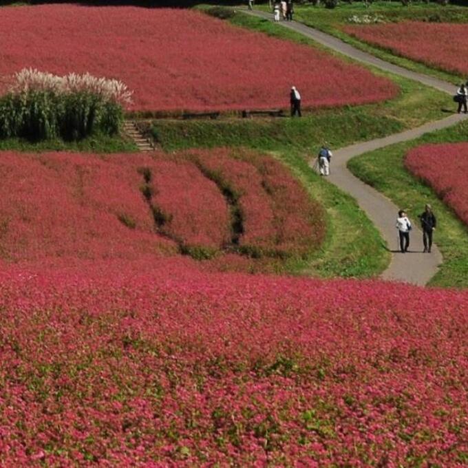 赤そばの里の写真