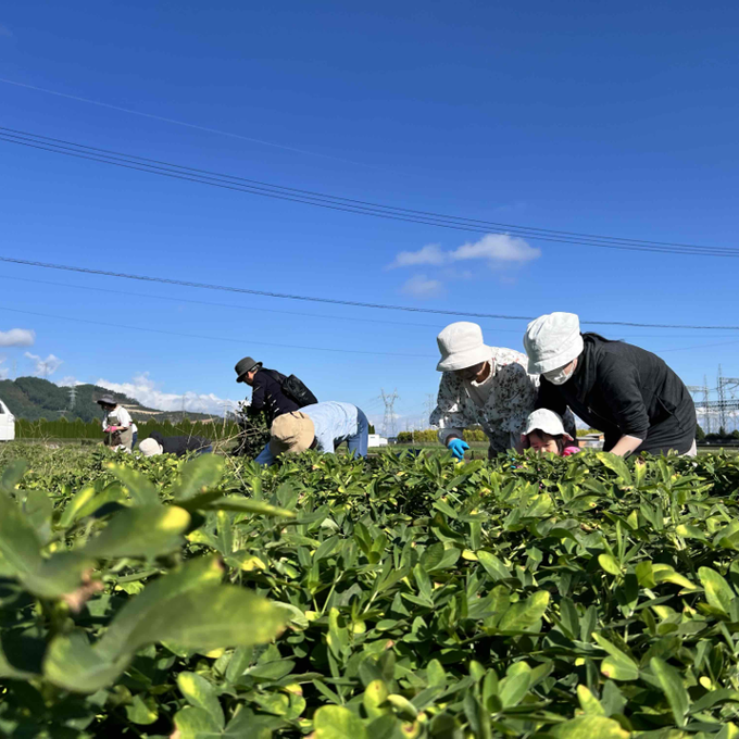 収穫体験(とうもろこし・さつまいも・らっかせい)の写真
