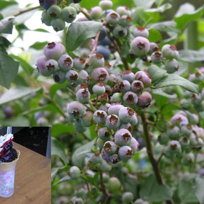 ブルーベリー収穫祭の写真