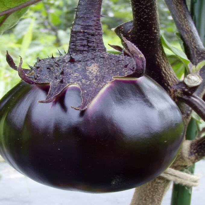 丸なすフェアの写真