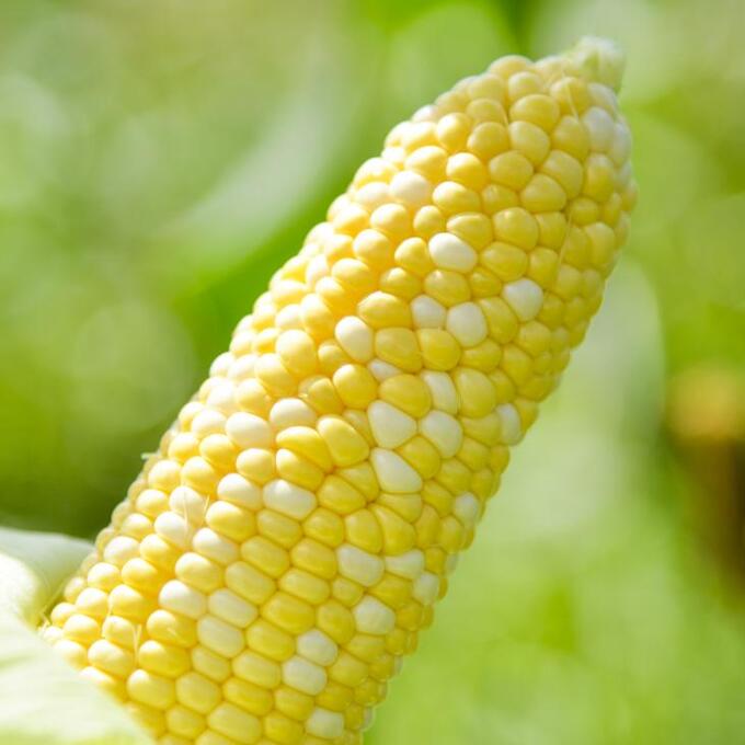 平谷村の朝採れ野菜市！の写真