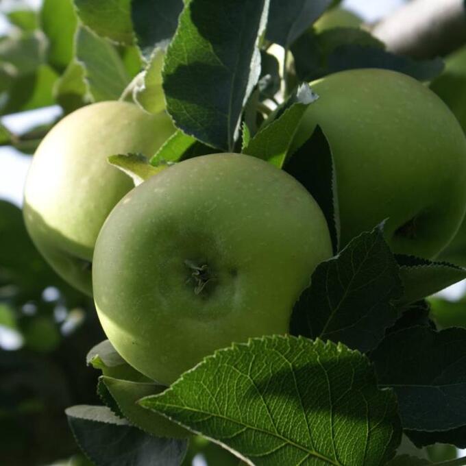 小布施ブラムリーフェアの写真