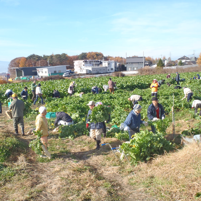 野沢菜・大根収穫体験祭の写真