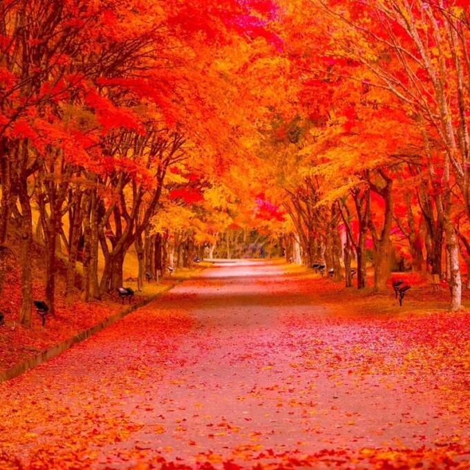 もみじ湖紅葉祭りの写真